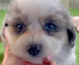 Aussiechon Puppies For Sale Windy City Pups